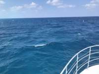 Great day of scuba diving in Key Largo with Rainbow Reef on benwood wreck tropical legend 2019 05 25 r8326 1