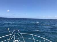 Great day of scuba diving in Key Largo with Rainbow Reef on captains choice tropical adventure 2019 05 11 r8258 1