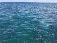 Great day of scuba diving in Key Largo with Rainbow Reef on christmastree cave tropical odyssey 2019 05 18 r8284 1