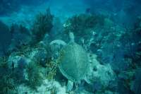 Great day of scuba diving in Key Largo with Rainbow Reef on fire coral cave tropical serenity 2019 05 23 r8316 2
