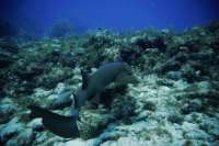 Great day of scuba diving in Key Largo with Rainbow Reef on fire coral cave tropical serenity 2019 05 30 r8353 1