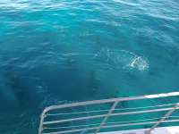Great day of scuba diving in Key Largo with Rainbow Reef on crf nursery tropical odyssey 2019 11 08 r8876 2