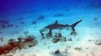Great day of scuba diving in Key Largo with Rainbow Reef on fire coral cave santana 2019 11 28 r8956 1
