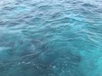 Great day of scuba diving in Key Largo with Rainbow Reef on sand island tropical destiny 2019 11 14 r8894 1