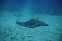 Great day of scuba diving in Key Largo with Rainbow Reef on winch hole tropical serenity 2019 10 26 r8856 2