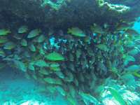 Great day of scuba diving in Key Largo with Rainbow Reef on snapper ledge tropical serenity 2020 08 29 r9983 1