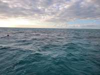 Great day of scuba diving in Key Largo with Rainbow Reef on banana patch tropical destiny 2020 12 23 r10467 1