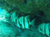 Great day of scuba diving in Key Largo with Rainbow Reef on christmastree cave tropical odyssey 2020 02 29 r9317 1