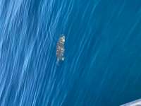 Great day of scuba diving in Key Largo with Rainbow Reef on benwood wreck tropical voyager 2020 07 01 r9685 2
