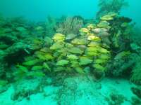 Great day of scuba diving in Key Largo with Rainbow Reef on benwood wreck tropical legend 2020 06 30 r9678 1