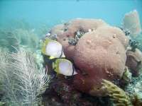 Great day of scuba diving in Key Largo with Rainbow Reef on french reef tropical legend 2020 06 30 r9677 1
