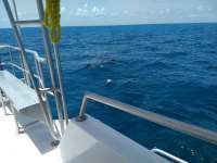 Great day of scuba diving in Key Largo with Rainbow Reef on snapper ledge tropical legend 2020 06 28 r9668 1