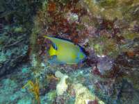 Great day of scuba diving in Key Largo with Rainbow Reef on benwood wreck tropical odyssey 2020 03 17 r9382 1