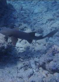 Great day of scuba diving in Key Largo with Rainbow Reef on christmastree cave tropical serenity 2020 03 13 r9359 1