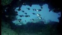 Great day of scuba diving in Key Largo with Rainbow Reef on christmastree cave tropical serenity 2020 03 15 r9370 1