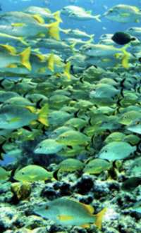 Great day of scuba diving in Key Largo with Rainbow Reef on permit ledges tropical serenity 2020 03 16 r9377 1