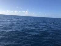 Great day of scuba diving in Key Largo with Rainbow Reef on spiegel grove tropical adventure 2020 11 15 r10292 1