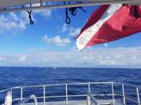 Great day of scuba diving in Key Largo with Rainbow Reef on uscgc duane tropical destiny 2020 11 28 r10344 1
