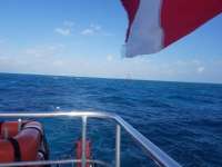 Great day of scuba diving in Key Largo with Rainbow Reef on eagle ray alley tropical serenity 2020 10 27 r10248 1