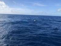 Great day of scuba diving in Key Largo with Rainbow Reef on spiegel grove tropical serenity 2020 10 26 r10244 1