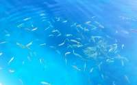 Great day of scuba diving in Key Largo with Rainbow Reef on city of washington santana 2020 09 05 r10021 1