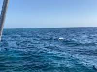 Great day of scuba diving in Key Largo with Rainbow Reef on eagle ray alley tropical destiny 2021 04 14 r10909 1