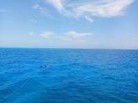 Great day of scuba diving in Key Largo with Rainbow Reef on snapper ledge tropical legend 2021 04 18 r10953 1