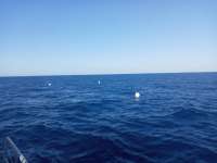 Great day of scuba diving in Key Largo with Rainbow Reef on spiegel grove tropical odyssey 2021 04 13 r10896 1