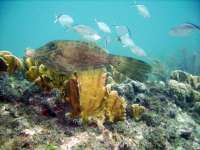 Great day of scuba diving in Key Largo with Rainbow Reef on christ statue tropical adventure 2021 08 01 r11482 2