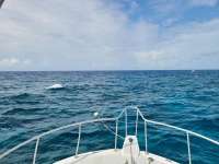 Great day of scuba diving in Key Largo with Rainbow Reef on eagle ray alley tropical serenity 2021 08 04 r11495 1