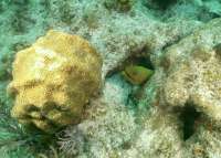 Great day of scuba diving in Key Largo with Rainbow Reef on french reef tropical legend 2021 08 29 r11552 1
