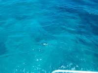 Great day of scuba diving in Key Largo with Rainbow Reef on french twist tropical odyssey 2021 08 08 r11513 4