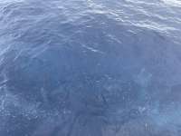 Great day of scuba diving in Key Largo with Rainbow Reef on uscgc duane tropical destiny 2021 08 08 r11512 1