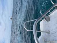 Great day of scuba diving in Key Largo with Rainbow Reef on eagle ray alley tropical serenity 2021 01 25 r10606 1