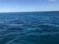 Great day of scuba diving in Key Largo with Rainbow Reef on french twist santana 2021 01 19 r10585 1