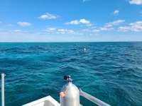 Great day of scuba diving in Key Largo with Rainbow Reef on north star tropical legend 2021 01 07 r10526 1