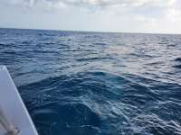 Great day of scuba diving in Key Largo with Rainbow Reef on christmastree cave tropical serenity 2021 07 09 r11341 1