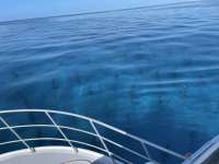Great day of scuba diving in Key Largo with Rainbow Reef on crf nursery tropical adventure 2021 07 22 r11424 4