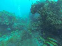 Great day of scuba diving in Key Largo with Rainbow Reef on double north tropical serenity 2021 07 16 r11383 1
