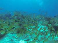 Great day of scuba diving in Key Largo with Rainbow Reef on eagle ray alley tropical adventure 2021 07 24 r11441 1