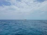 Great day of scuba diving in Key Largo with Rainbow Reef on eagle ray alley tropical legend 2021 07 12 r11353 2