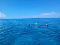 Great day of scuba diving in Key Largo with Rainbow Reef on french reef tropical adventure 2021 07 28 r11461 2