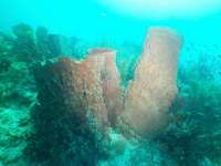 Great day of scuba diving in Key Largo with Rainbow Reef on molasses reef tropical legend 2021 07 15 r11370 2