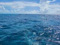 Great day of scuba diving in Key Largo with Rainbow Reef on french reef tropical odyssey 2021 06 26 r11307 2