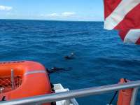 Great day of scuba diving in Key Largo with Rainbow Reef on minnow cave tropical odyssey 2021 03 14 r10790 1