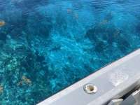 Great day of scuba diving in Key Largo with Rainbow Reef on spanish anchor tropical explorer 2021 03 23 r10832 2