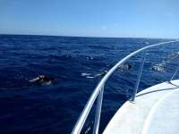 Great day of scuba diving in Key Largo with Rainbow Reef on spiegel grove tropical explorer 2021 03 02 r10757 1