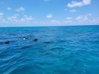 Great day of scuba diving in Key Largo with Rainbow Reef on molasses reef tropical serenity 2021 05 26 r11154 1