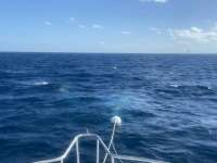 Great day of scuba diving in Key Largo with Rainbow Reef on spiegel grove tropical serenity 2021 11 10 r11848 1
