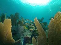 Great day of scuba diving in Key Largo with Rainbow Reef on christ statue tropical serenity 2021 10 22 r11754 2